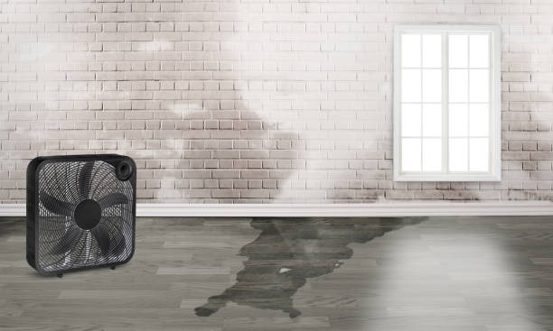 Best Water damage contractors near me  in Saxonburg, PA
